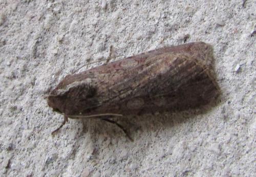 Réf. 195 036 : Peridroma saucia